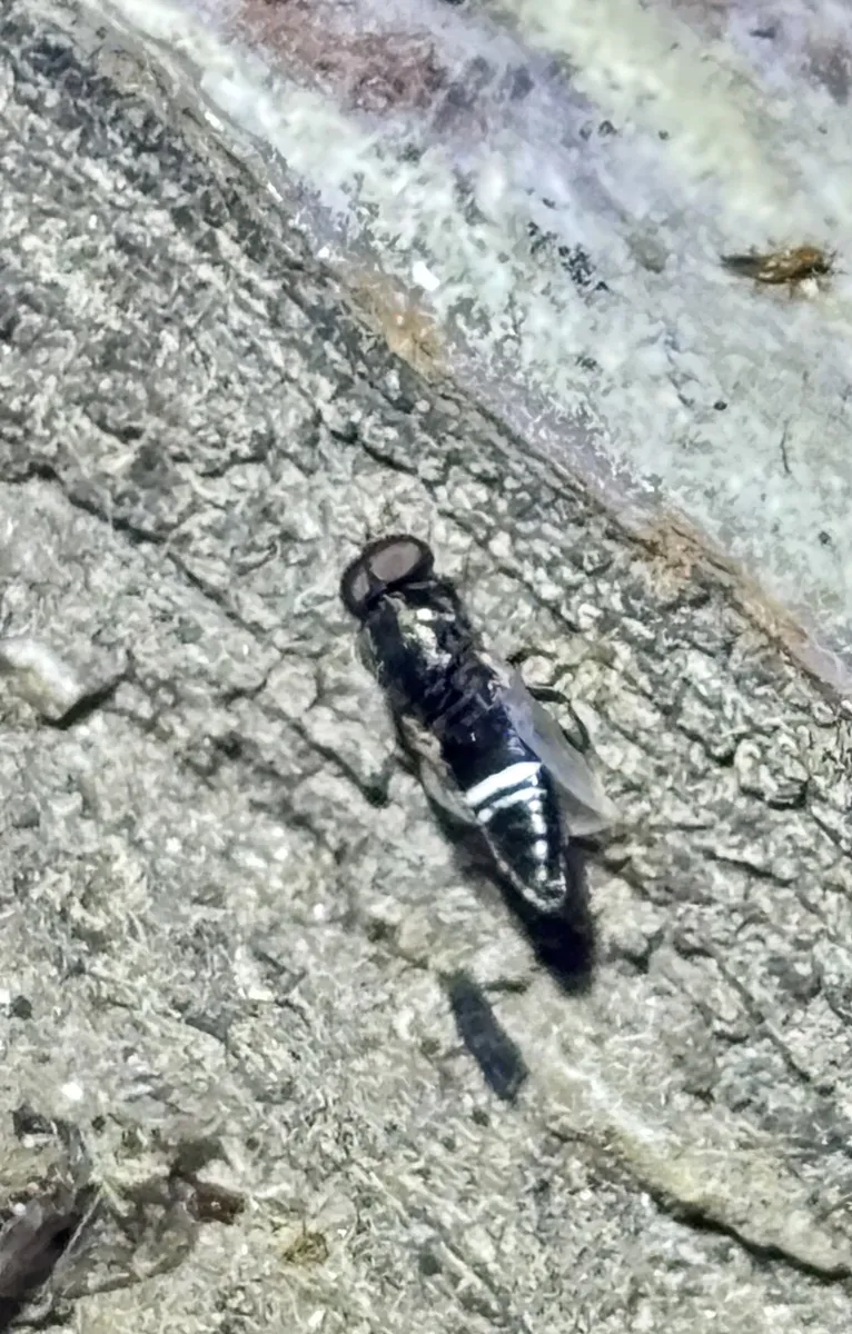 Scenopinus velutinus - photo 3