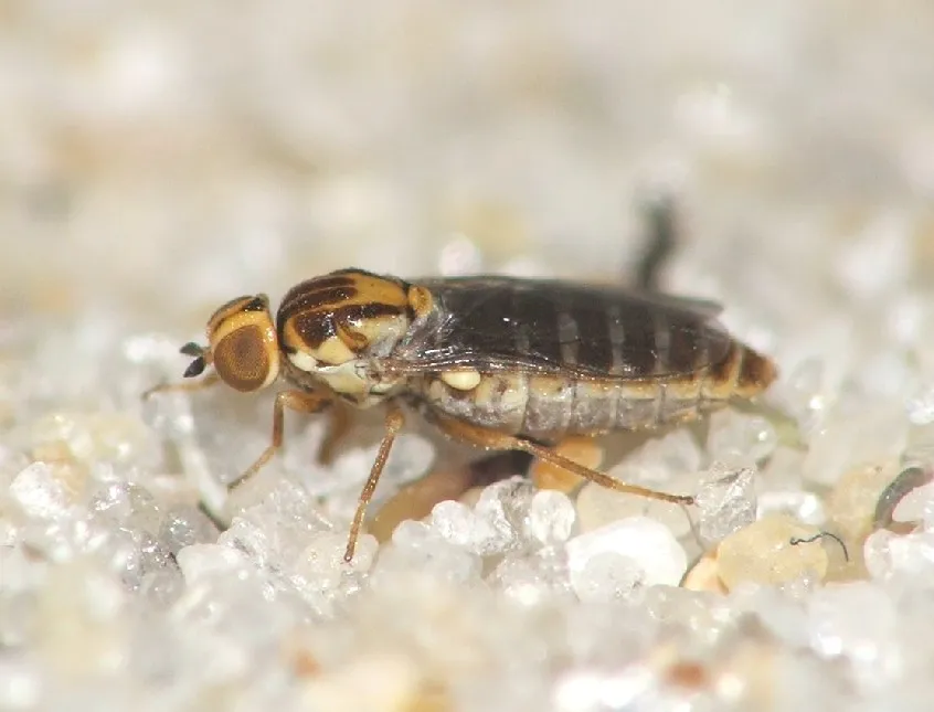 Scenopinus verrucosus - photo 3