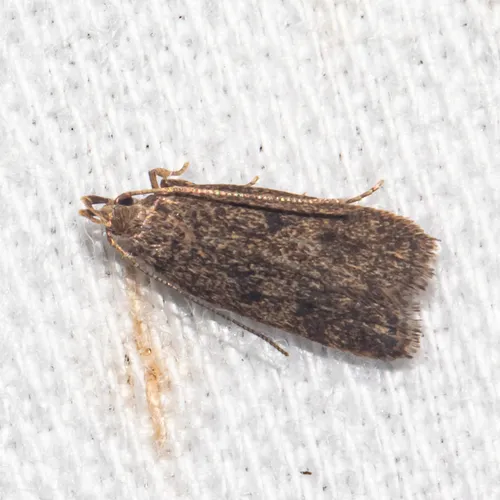 Sceptea aequepulvella - Hodges#1135 - Sceptea aequepulvella