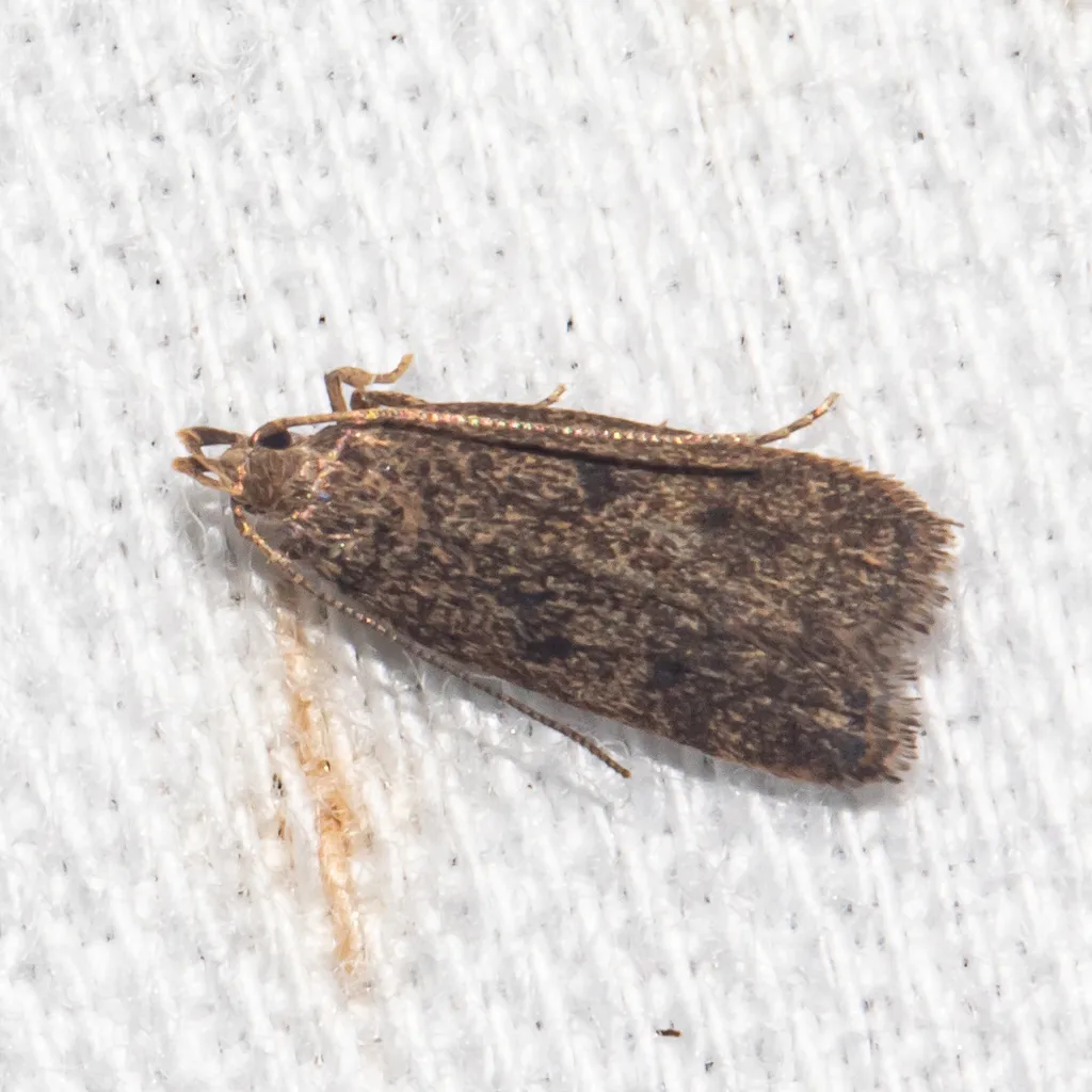Sceptea aequepulvella - Hodges#1135 - photo 2