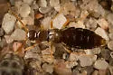 Sceptobius lativentris - photo 3