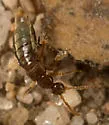 Sceptobius lativentris - photo 4