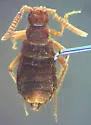 Sceptobius lativentris - photo 5