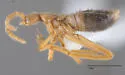 Sceptobius schmitti - photo 4