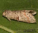 Scevesia angustiora - Hodges#7963 - photo 2