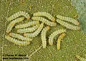 Scevesia angustiora - Hodges#7963 - photo 4