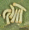 Scevesia angustiora - Hodges#7963 - photo 5