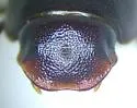 Schaefferellus arizonensis - photo 3