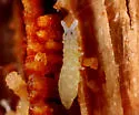 Schaefferia duodecimocellata