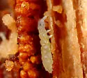 Schaefferia duodecimocellata - photo 2