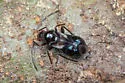 Schaffneria davisi