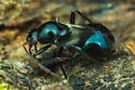 Schaffneria davisi - photo 3