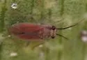 Schaffnerocoris fuscotibialis