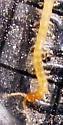 Schendyla nemorensis - photo 2