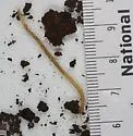 Schendyla nemorensis - photo 3