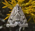 Acute-lined Flower Moth - Hodges#11150.1