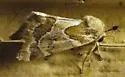Acute-lined Flower Moth - Hodges#11150.1 - photo 2