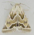 Acute-lined Flower Moth - Hodges#11150.1 - photo 3