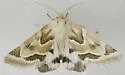 Acute-lined Flower Moth - Hodges#11150.1 - photo 4