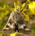 Schinia aetheria - Hodges#11088.1