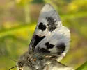 Schinia aetheria - Hodges#11088.1 - photo 2