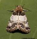 Schinia albafascia - Hodges#11181