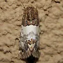 Schinia albafascia - Hodges#11181 - photo 3