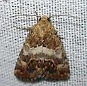 Schinia albafascia - Hodges#11181 - photo 4