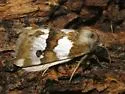 Schinia alencis - Hodges#11198