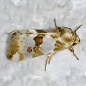 Schinia alencis - Hodges#11198 - photo 5