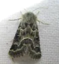 Schinia angulilinea - Hodges#11133.1