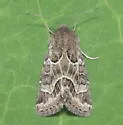 Schinia angulilinea - Hodges#11133.1 - photo 3