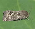 Schinia angulilinea - Hodges#11133.1 - photo 4