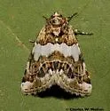 Schinia argentifascia - Hodges#11180