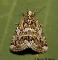 Schinia argentifascia - Hodges#11180 - photo 2