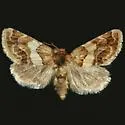 Schinia argentifascia - Hodges#11180 - photo 3