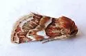 Schinia argentifascia - Hodges#11180 - photo 4