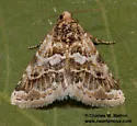 Schinia argentifascia - Hodges#11180 - photo 5