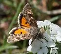 Schinia aurantiaca - Hodges#11089