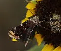Gold-edged Gem - Hodges#11100 - photo 4