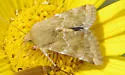 Schinia bicuspida - Hodges#11122