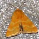 Schinia biforma - Hodges#11125 - photo 2