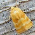 Schinia biforma - Hodges#11125 - photo 3