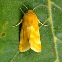 Schinia biforma - Hodges#11125 - photo 4
