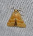 Schinia biforma - Hodges#11125 - photo 5