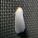 Schinia bimatris - Hodges#11201