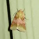 Bina Flower Moth - Hodges#11105 - Schinia bina