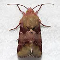 Bina Flower Moth - Hodges#11105 - photo 2