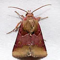 Bina Flower Moth - Hodges#11105 - photo 3