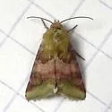 Bina Flower Moth - Hodges#11105 - photo 4